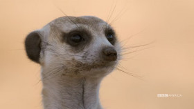 Meerkat Manor Rise of the Dynasty S01E08 720p HEVC x265-MeGusta EZTV