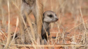 Meerkat Manor Rise of the Dynasty S01E08 XviD-AFG EZTV