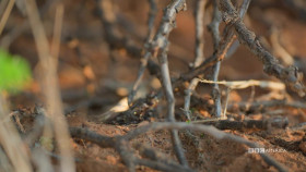 Meerkat Manor Rise of the Dynasty S01E10 1080p WEBRip x264-BAE EZTV