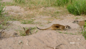 Meerkat Manor Rise of the Dynasty S01E11 1080p HEVC x265-MeGusta EZTV