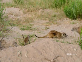 Meerkat Manor Rise of the Dynasty S01E11 480p x264-mSD EZTV