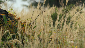 Meerkat Manor Rise of the Dynasty S01E12 1080p HEVC x265-MeGusta EZTV