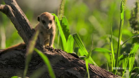 Meerkat Manor Rise of the Dynasty S01E12 XviD-AFG EZTV