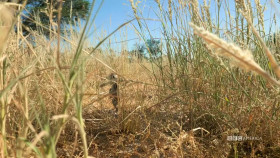 Meerkat Manor Rise of the Dynasty S01E13 1080p HEVC x265-MeGusta EZTV