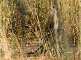 Meerkat Manor Rise of the Dynasty S01E13 480p x264-mSD EZTV