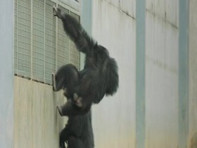 Meet The Chimps S01E02 480p x264-mSD EZTV