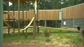 Meet The Chimps S01E03 720p HEVC x265-MeGusta EZTV