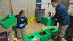 Meet The Chimps S01E06 720p WEB h264-KOGi EZTV