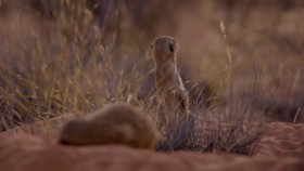 Meet the Meerkats S01E01 Brave New Wild 720p WEB h264-B2B EZTV