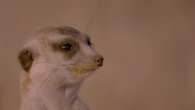 Meet the Meerkats S01E01 Brave New Wild XviD-AFG EZTV