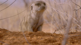 Meet the Meerkats S01E04 Hostile Lands 720p WEB h264-B2B EZTV