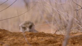 Meet the Meerkats S01E04 Hostile Lands XviD-AFG EZTV