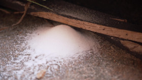 Moonshiners S14E00 A Raid That Changed Moonshine 1080p WEB h264-FREQUENCY EZTV