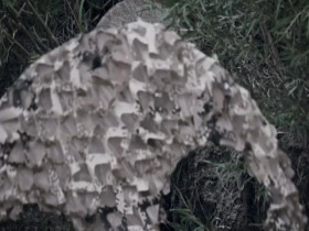 Mountain Men Ultimate Marksman S01E06 480p x264-mSD EZTV