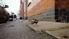 Murdered at First Sight S01E10 After Dark 1080p WEB h264-B2B EZTV