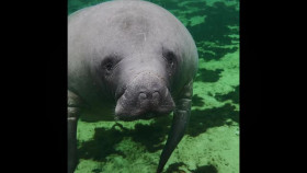 My Best Friends an Animal S01E04 XviD-AFG EZTV