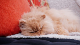 My Big Fat Fabulous Life S12E07 1080p HEVC x265-MeGusta EZTV