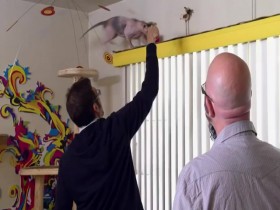 My Cat From Hell S01E02 Fifis Ruining My Sex Life 480p x264-mSD EZTV
