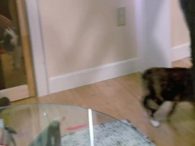 My Cat From Hell S08E06 Brooklyn Cat Fight 480p x264-mSD EZTV