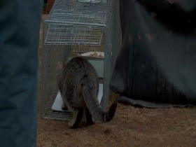 My Cat From Hell S08E07 Gotham Feral Cats 480p x264-mSD EZTV