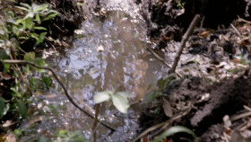 Mysterious Creatures With Forrest Galante S01 1080p AMZN WEBRip DDP2 0 x264-NZT EZTV