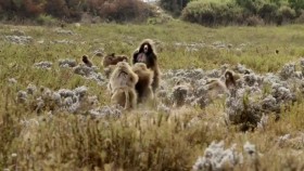 Mysterious Planet S01E04 WEB h264-BAE EZTV