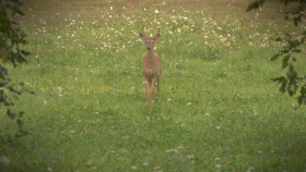 Mystery at Blind Frog Ranch S04E03 XviD-AFG EZTV