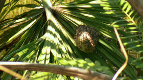 Naked And Afraid XL S10E01 Enter the Proving Grounds 720p WEB h264-CBFM EZTV