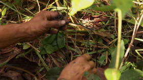 Naked And Afraid XL S10E05 Caiman Killers on the Loose 720p WEB h264-CBFM EZTV