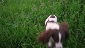 Narrow Escapes S01E16 XviD-AFG EZTV