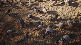 National Parks from Above S01E04 1080p WEB H264-CBFM EZTV