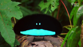 Natural Born Rebels S01E01 1080p HDTV H264-CBFM EZTV