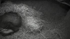 Natural World 2008 Badgers Secrets of the Sett 720p x264 HDTV EZTV