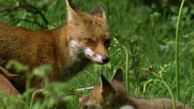 Natural World 2008 Earth Pilgrim A Year on Dartmoor 720p x264 HDTV EZTV