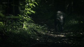 Natural World 2011 Chimps of the Lost Gorge 1080p x265 HDTV EZTV