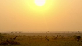 Natural World 2016 Giraffes Africas Gentle Giants 720p x264 HDTV EZTV