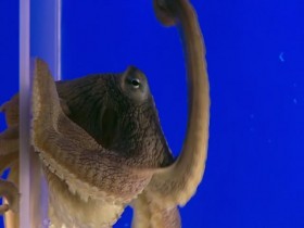 Natural World S39E03 The Octopus In My House 480p x264-mSD EZTV