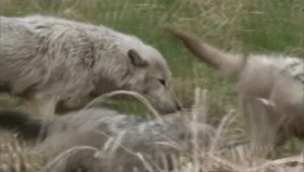 Nature S31E08 Cold Warriors Wolves and Buffalos PROPER 720p HDTV x264-24FPS EZTV