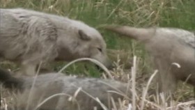 Nature S31E08 Cold Warriors Wolves and Buffalos PROPER XviD-AFG EZTV