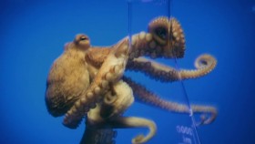 Nature S38E01 Octopus Making Contact 720p WEB H264-UNDERBELLY EZTV