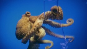 Nature S38E01 Octopus Making Contact WEB H264-UNDERBELLY EZTV