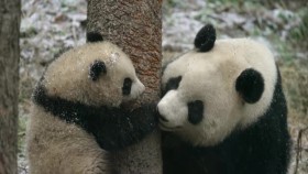 Nature S39E01 Pandas Born to be Wild XviD-AFG EZTV