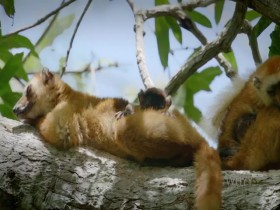 Nature S39E03 Primates Secrets of Survival 480p x264-mSD EZTV