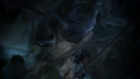 Nature S39E04 Family Matters WEB h264-BAE EZTV