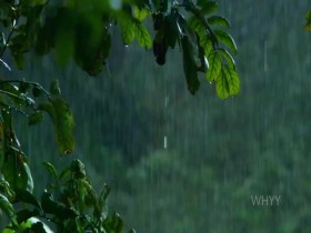 Nature S39E05 Primates Protecting Primates 480p x264-mSD EZTV