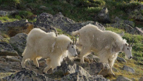 Nature S40E04 Born in the Rockies First Steps 720p WEBRip x264-BAE EZTV