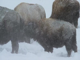 Nature S40E05 Born in the Rockies Growing Up 480p x264-mSD EZTV