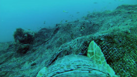 Nature S40E06 Oceans Animals with Cameras 1080p HEVC x265-MeGusta EZTV