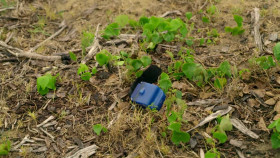 Nature S40E07 Australia Animals with Cameras 1080p WEBRip x264-BAE EZTV