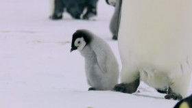 Nature S40E08 Penguins Meet the Family 1080p HEVC x265-MeGusta EZTV